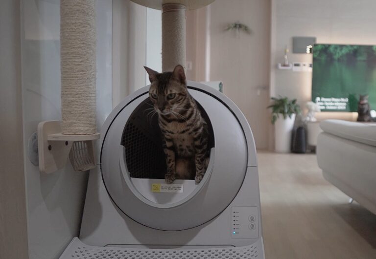 How Many Litter Boxes Do You Need In An Apartment?