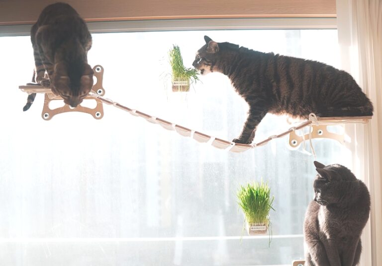 Best Cat Furniture For Small Apartments (Space-Saving!)