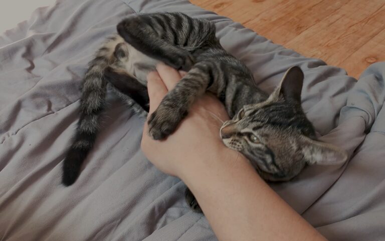 How To Stop a Bengal Cat (or Active Cats) From Biting