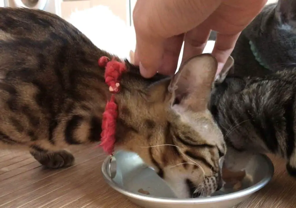 How To Stop a Bengal Cat (or Active Cats) From Biting monsieurtn