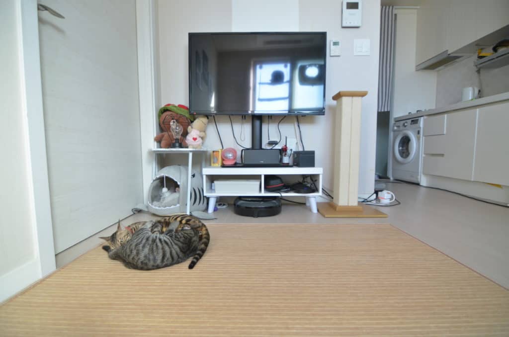 Are Bengal Cats Good for Apartments? monsieur tn