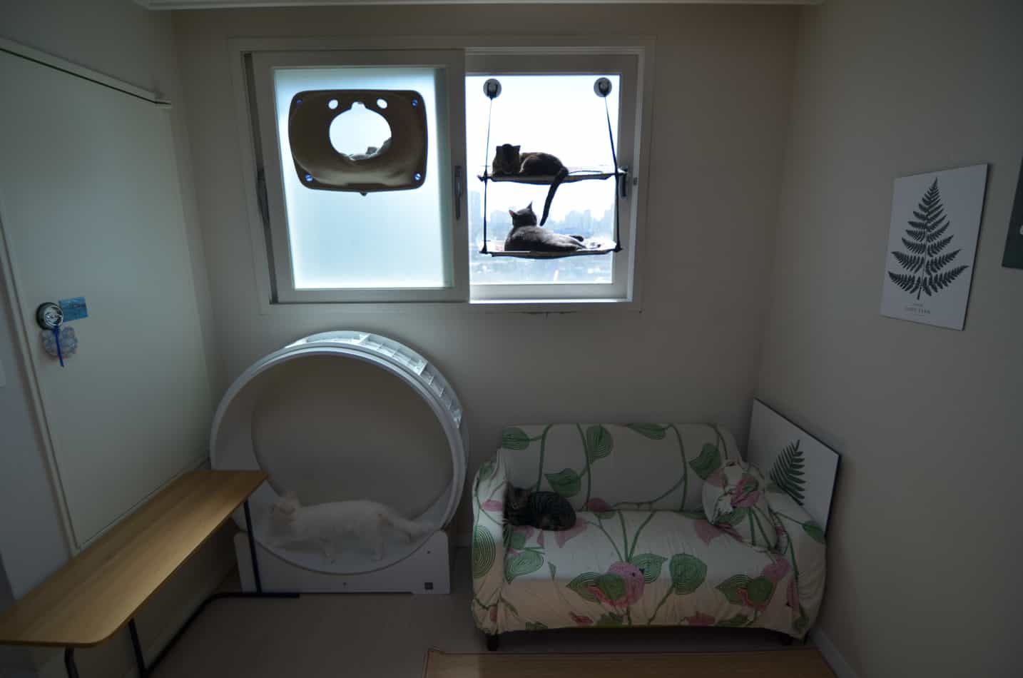 Are Bengal Cats Good for Apartments? monsieurtn