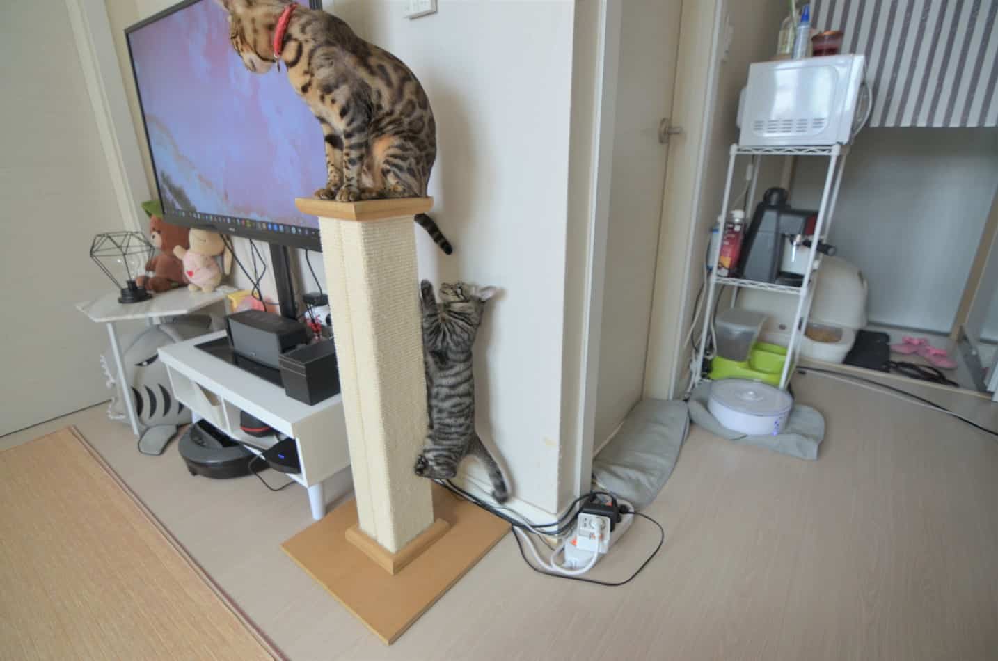 The Truth Cat Breeds That Don't Scratch Furniture monsieurtn