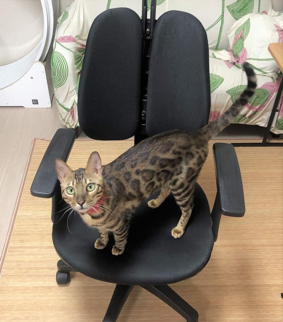 how to protect your leather couch from cats