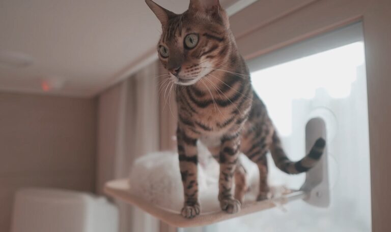 Are Bengal Cats Good for Apartments?
