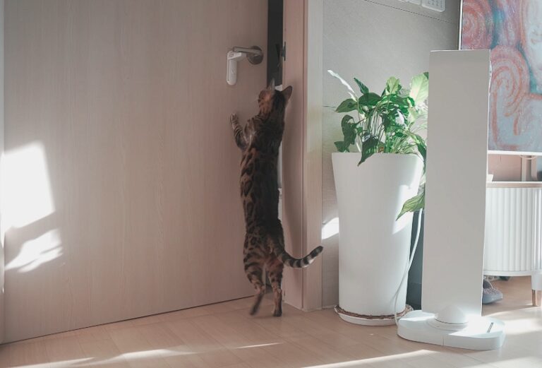 How Long Can You Leave Your Cat(s) Alone in An Apartment? Helpful Chart!