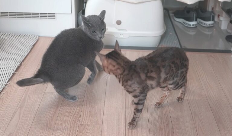 Bengal VS Russian Blue Cats (What You Need to Know!)