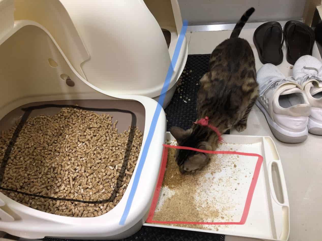 Complete Guide to Pine Pellet Litter monsieurtn