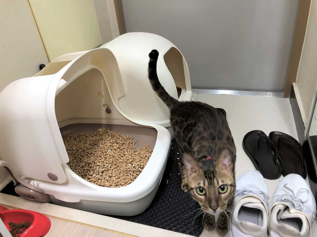 Complete Guide to Pine Pellet Litter monsieurtn