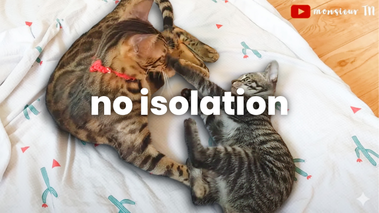 Introducing Cats in a Studio Apartment (No Isolation!)