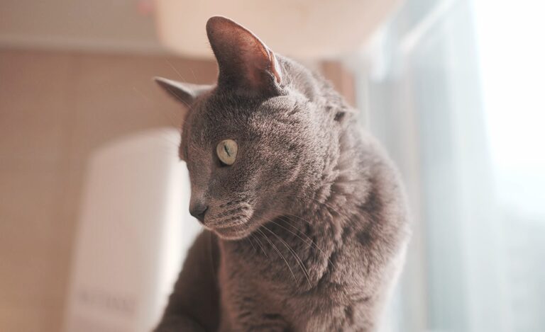 Are Russian Blue Cats Good For Apartments?