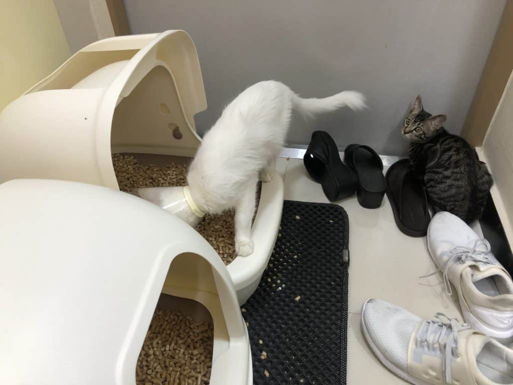 Complete Guide to Pine Pellet Litter monsieurtn