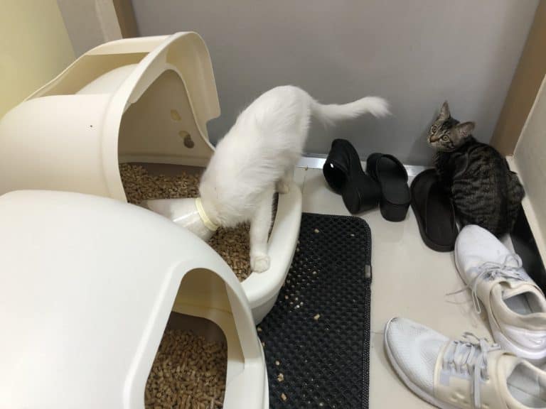 Complete Guide to Pine Pellet Litter monsieurtn