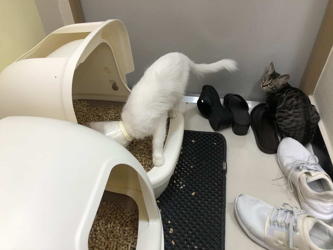 Complete Guide to Pine Pellet Litter monsieurtn