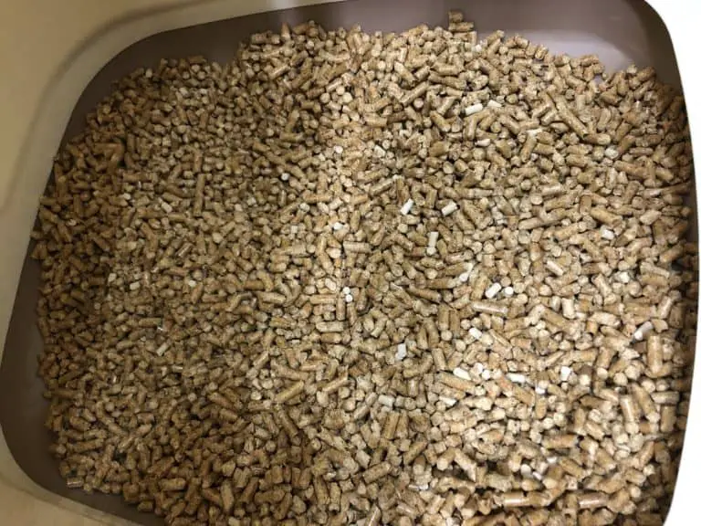 Complete Guide to Pine Pellet Litter monsieurtn