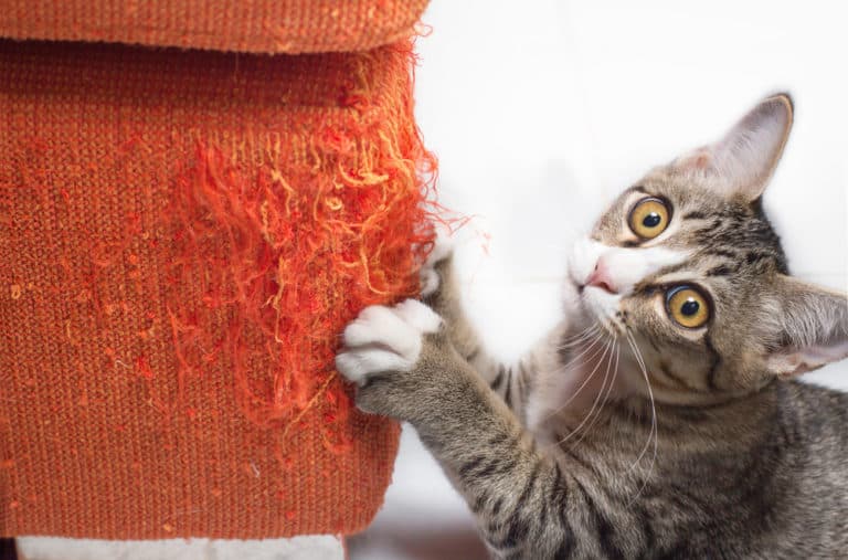 The Truth – Cat Breeds That Don’t Scratch Furniture
