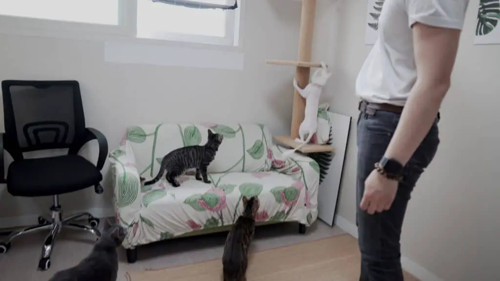 cats playing in an apartment.