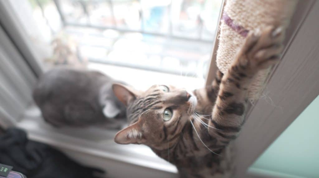 cat doing pull ups exercise in an apartment.