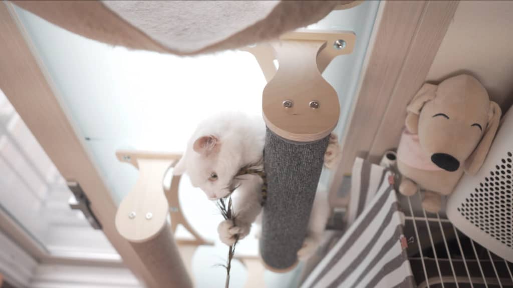 Cat climbing on some cat suction cup furniture in an apartment.