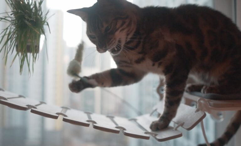 How To Discipline a Bengal Cat or Any Hyperactive Cat