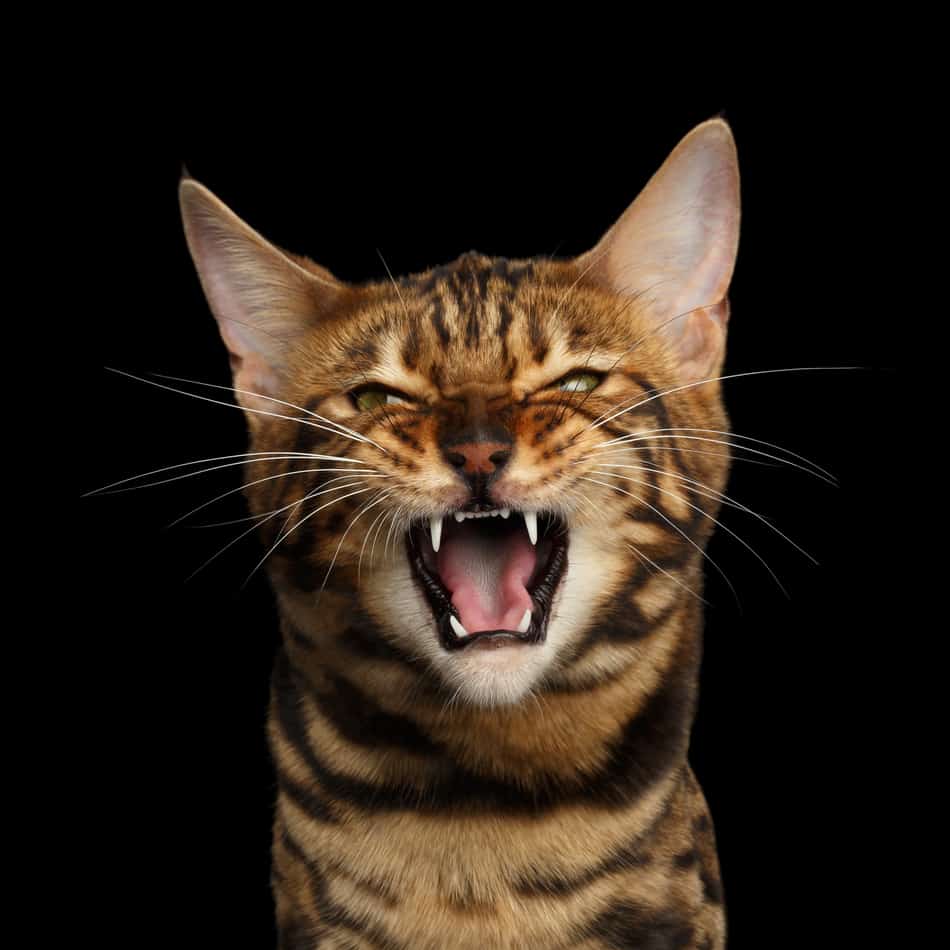 How To Discipline a Bengal Cat or Any Hyperactive Cat - monsieurtn