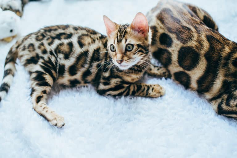 How To Discipline a Bengal Cat or Any Hyperactive Cat monsieurtn