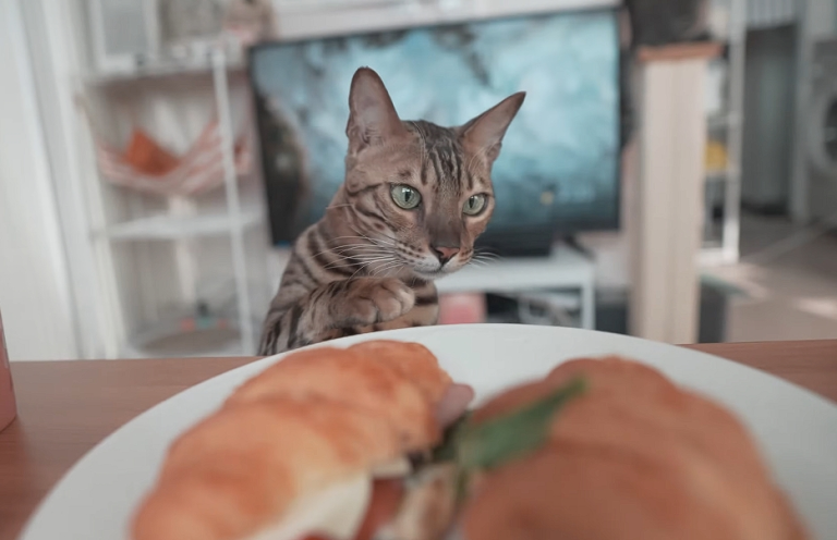 How to Bengal Proof an Apartment or House!