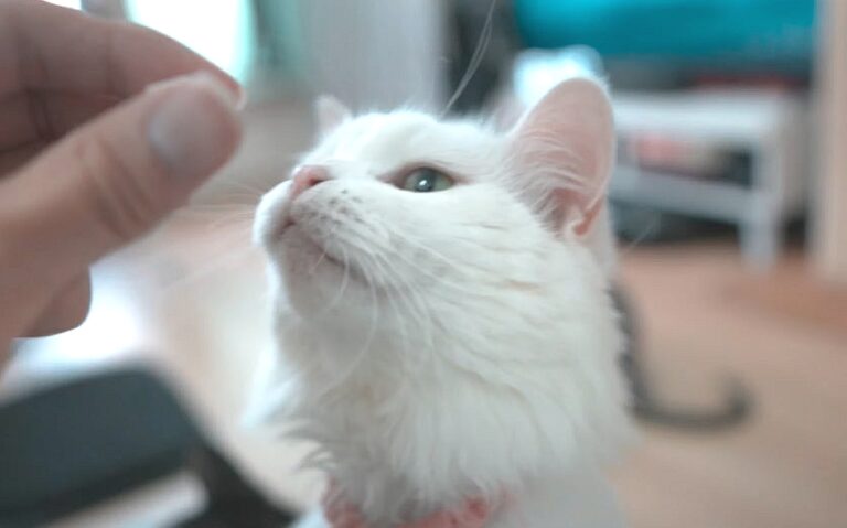 Are Scottish Folds Good Apartment Cats?