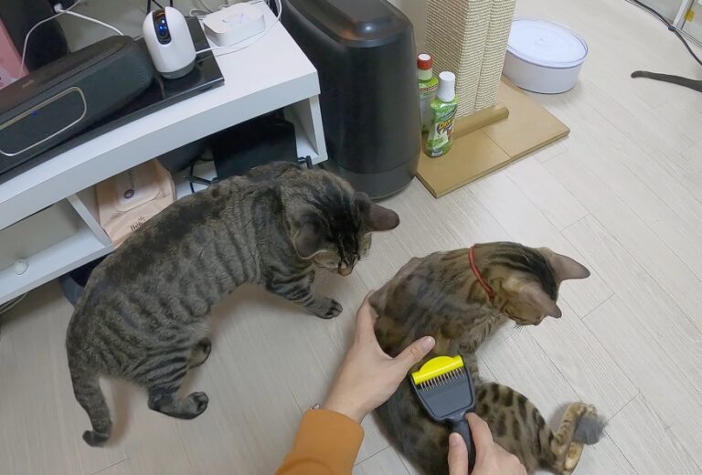 Cat Shedding Guide: Reducing Shedding & Cat Hair Indoors