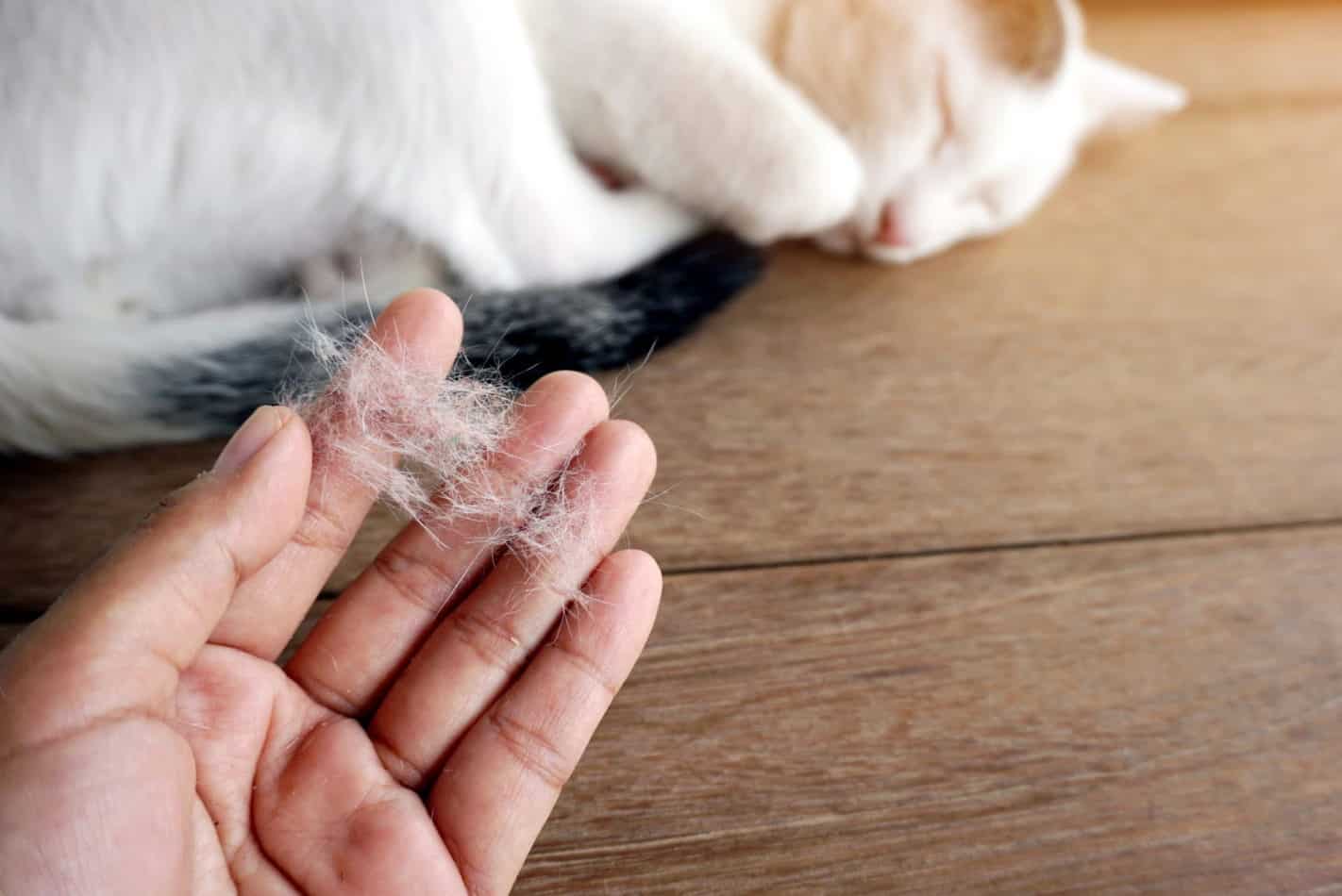 Cat Shedding Guide Reducing Shedding & Cat Hair Indoors monsieurtn