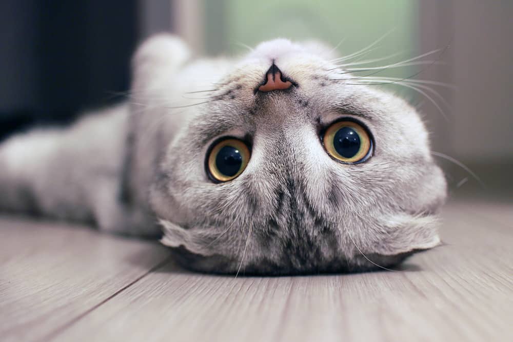 Scottish Fold cat laying on the floor relaxing.