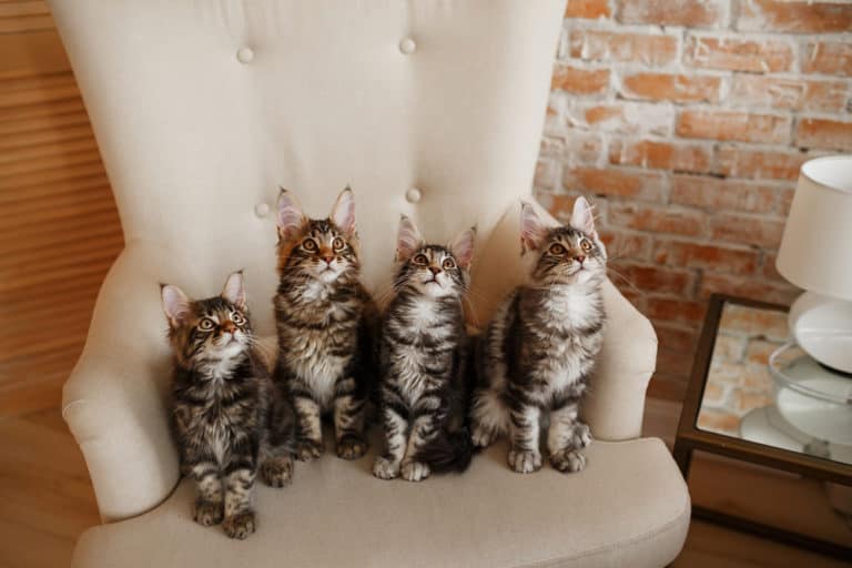 Practical Tips For a Cat-Friendly Studio Apartment (+ Videos!)