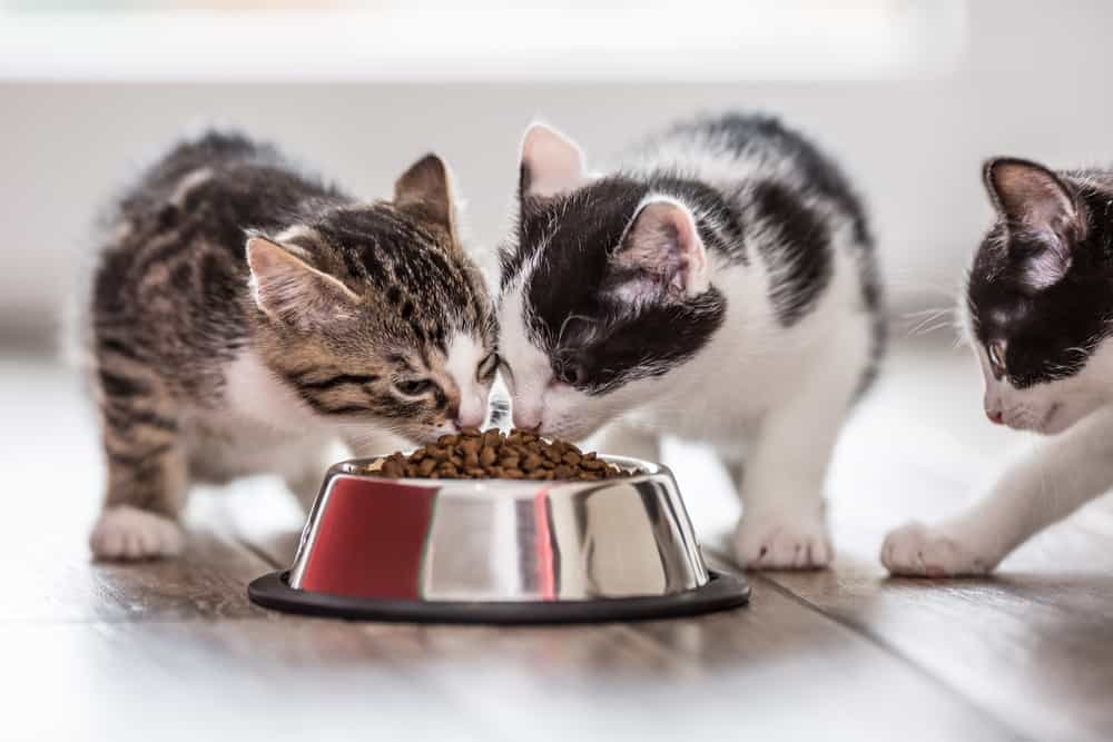 Kittens eating together during mealtimes