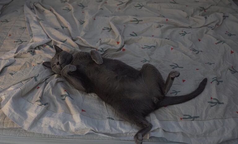 Apartment Big Enough For A Cat? (Here’s The Exact Size!)