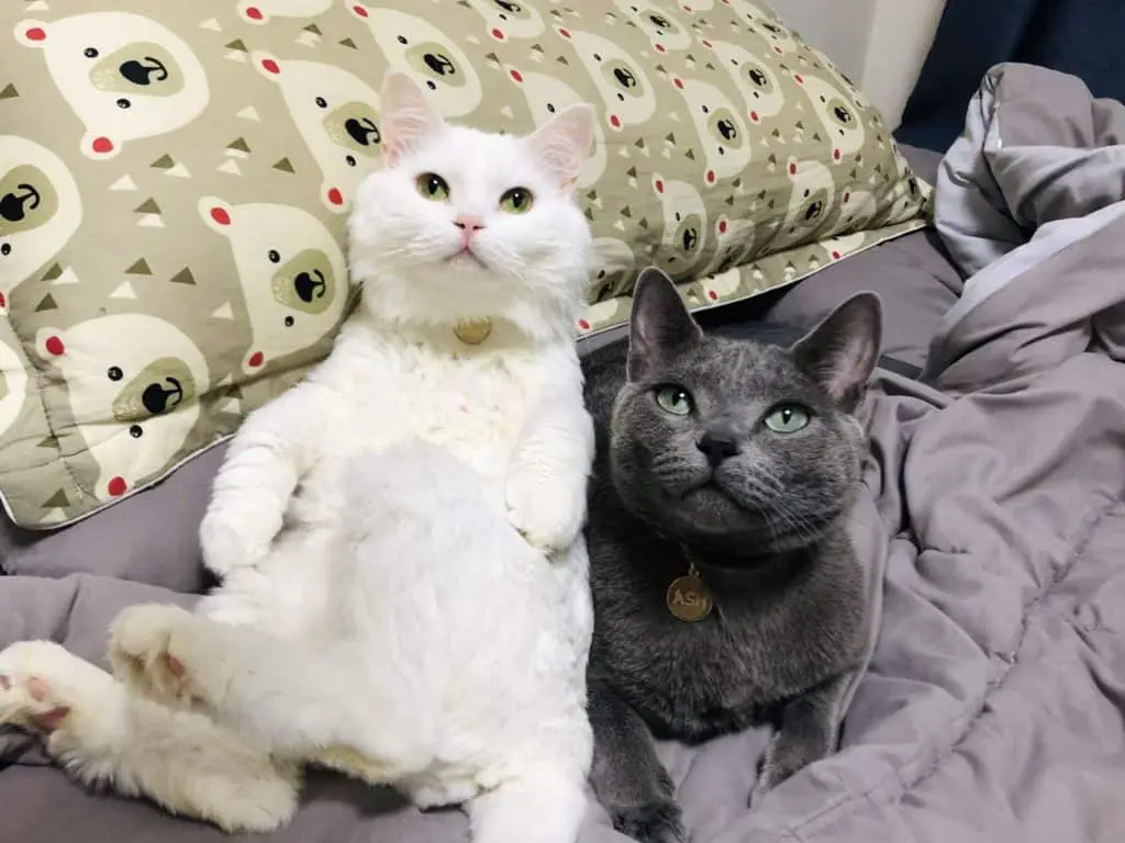 Russian Blue Vs Scottish Fold Cats Monsieur Tn