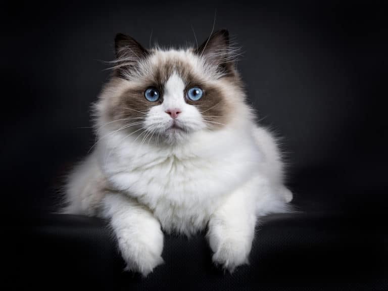 Are Ragdoll Cats Good For Apartments?