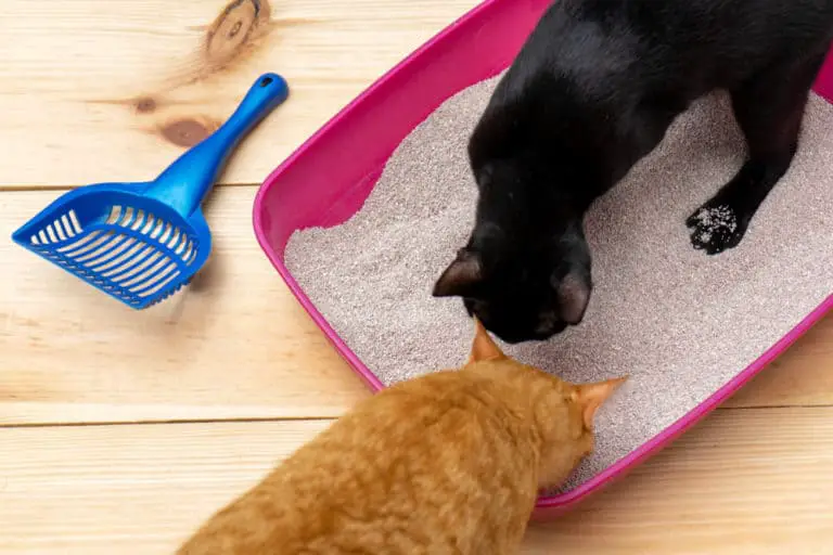 How Many Litter Boxes Do You Need In An Apartment? monsieurtn