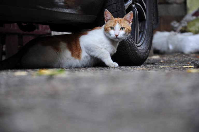 Can a Domestic Cat Become Feral?