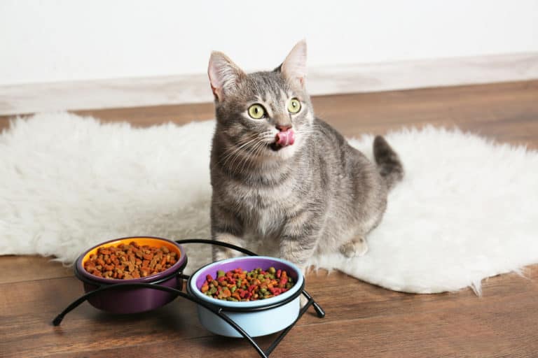 Are Cats Food Motivated?