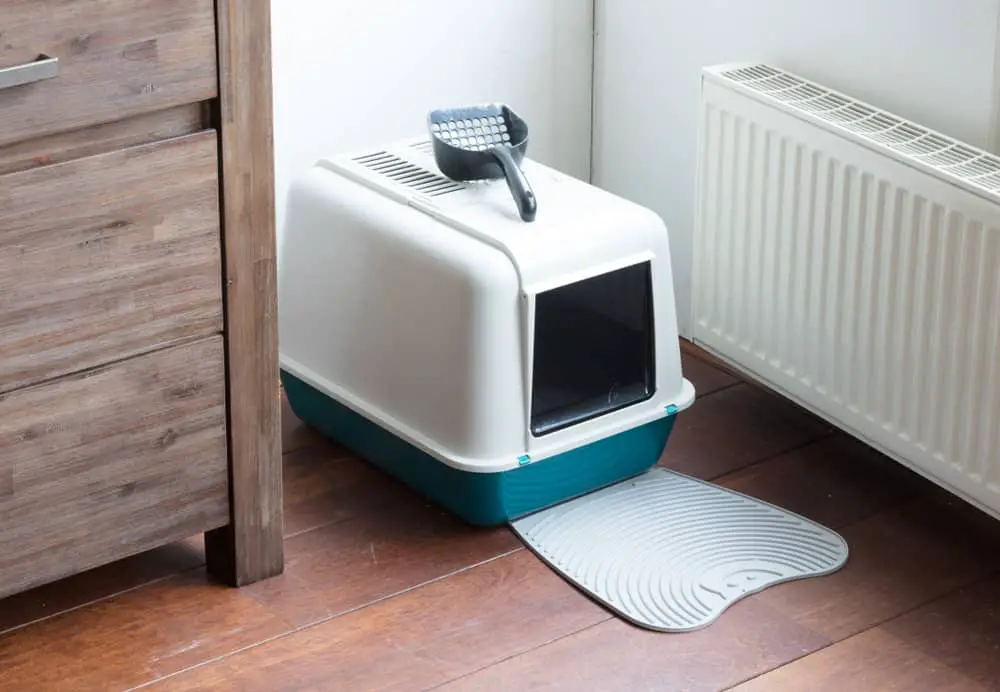 Where Should You Put Your Litter Box in a Small Apartment? Helpful