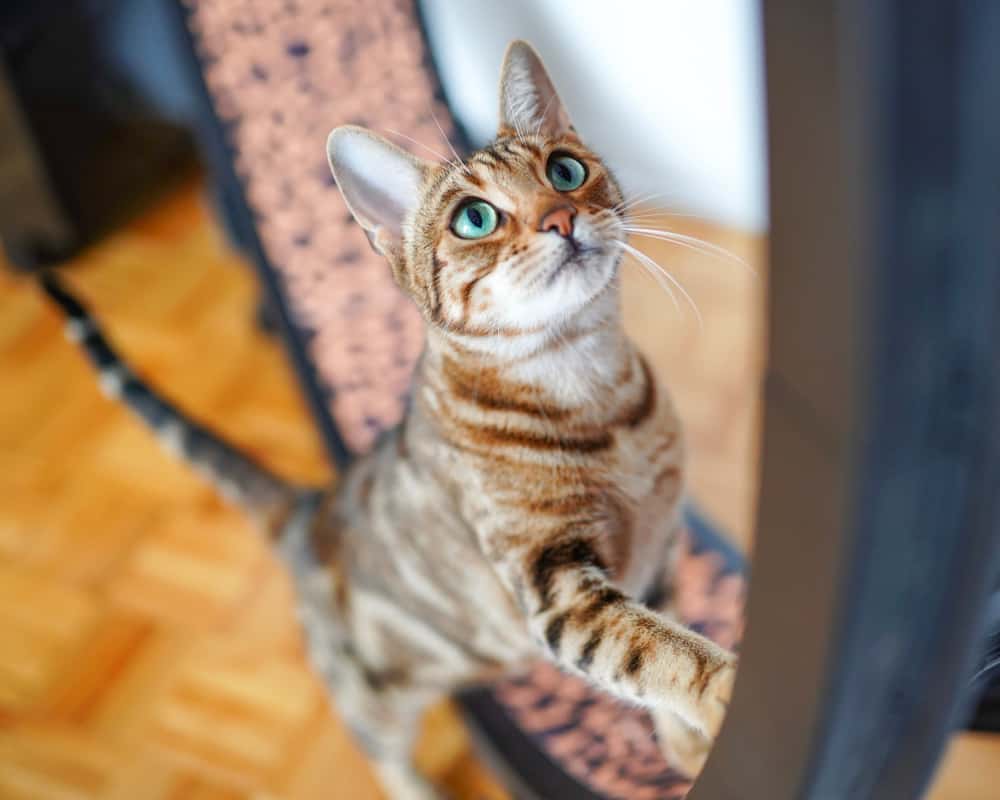 Cat wheel being used by a Bengal cat. Cat wheels are great behavior curbing tools.