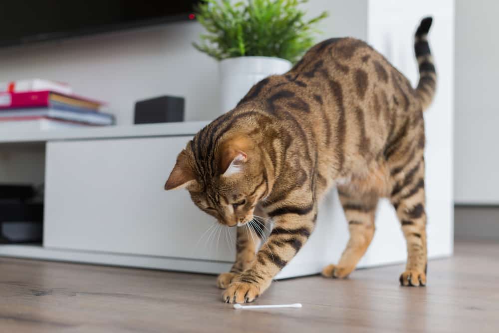 bengal cat toys