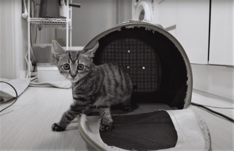 Illustrated Guide: New Cat Introduction NO Isolation/Separation