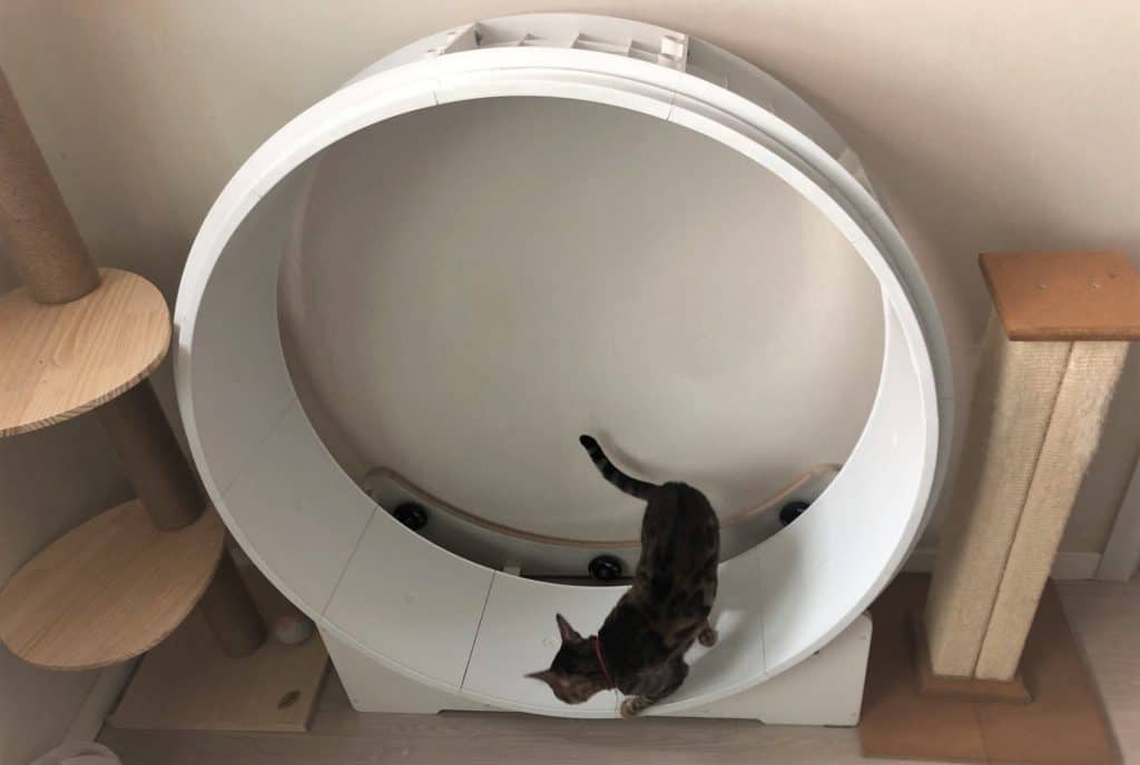 giant cat wheel