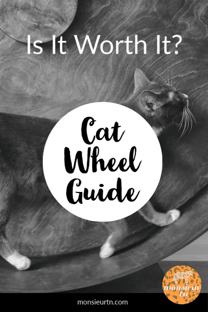 Are Cat Wheels Worth It? Complete Cat Wheel Guide monsieurtn