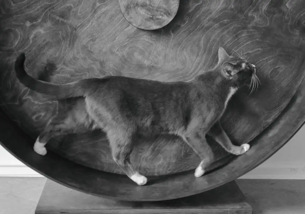 cat wheel training