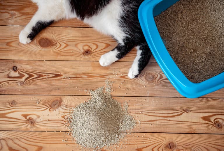 Apartment Litter Box Solutions: The Complete Guide