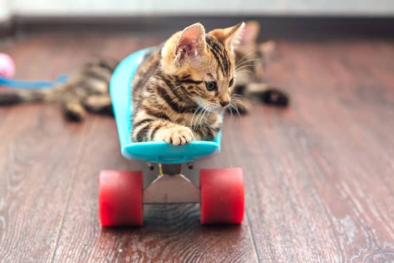 Is It Cruel to Keep a Cat in a Studio Apartment? monsieurtn