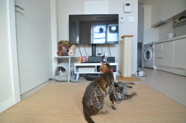 How Many Cats in An Apartment? Helpful Chart! monsieurtn