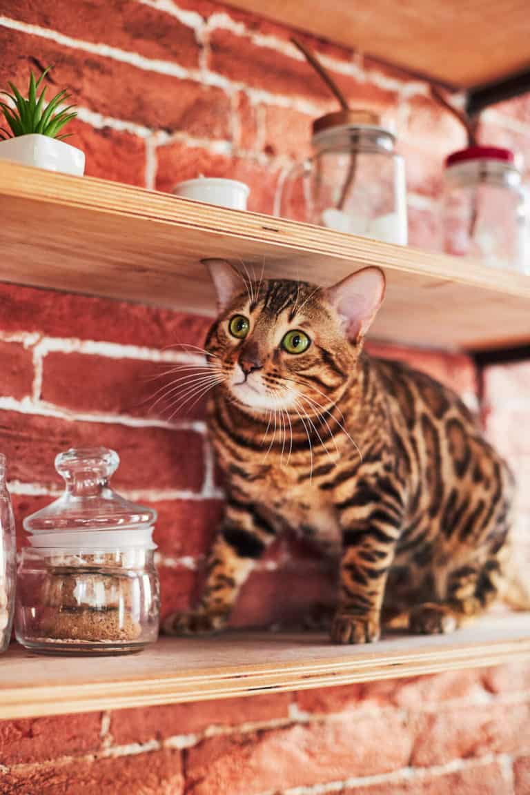 Is It Cruel to Keep a Cat in a Studio Apartment?